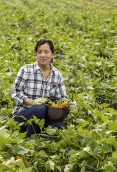 Mature women with basket of vegetables in large green bean field during early fall season