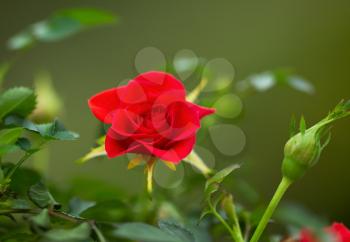 Horizontal closeup photo of single wild red rose in full bloom outdoors during spring season with green background
