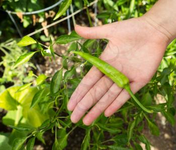 Top view of female hand, palm up, holding a freshly picked green hot pepper with home garden in background 
