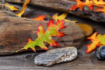 Single wet bright autumn oak leaf, front center, with aged driftwood and rocks in background