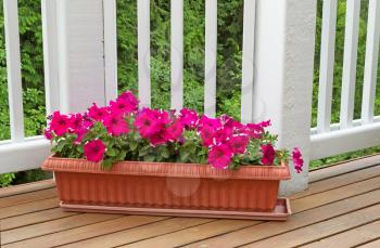 Colorful flowers, in flowerbed, on cedar wooden deck with white railings and green trees in background. 
