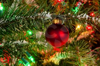 Close up of a single red Christmas ornament with lights and snow on a real fir tree. Night time Christmas season concept.