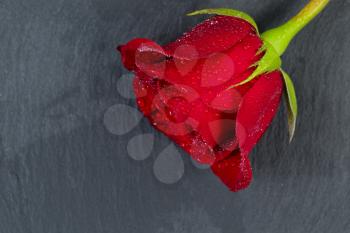 Close up of a single pristine red rose with water droplets on slate stone.  Romantic concept. 