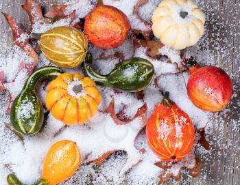 Overhead view of autumn gourds with snow and leaves. 
