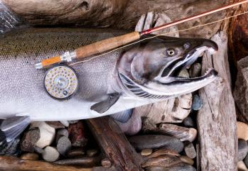 Top view of antique fly rod and reel on large trout with stones and drift wood in background. 