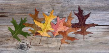 Overhead view of oak leaves changing to autumn colors on rustic wood.   