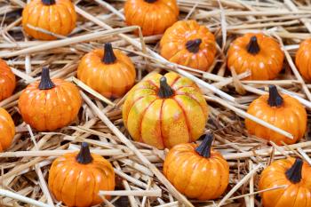 Close up of small pumpkins, focus on middle one, and dried straw on rustic wooden boards
