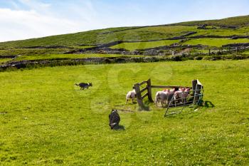 Sheep dogs gathering flock on farm pasture 