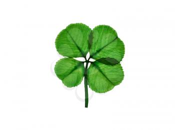 Real four leaf clover isolated on white background   