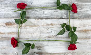 Red roses forming square on rustic white wood for Spring Holiday Background 