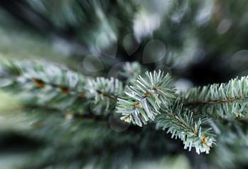 Traditional artificial Christmas tree in close up layout 
