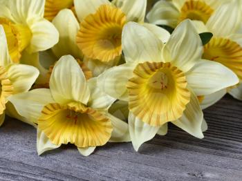 Close up of lovely single yellow cloth daffodil among other daffodils on aged wood