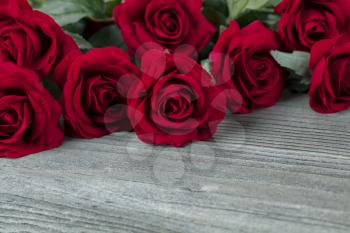 Close up of lovely single red cloth rose among other roses on aged wood