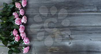 Light pink roses on rustic wooden boards for Mothers Day concept in flat lay format  