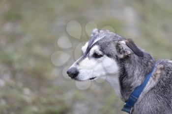 Young Alaskan sled dog in close up portrait view 