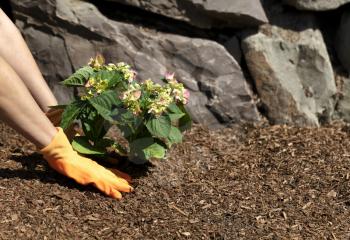 Gloved hands planting a new hydrangea shrub in home flowerbed with rock retaining wall in background 