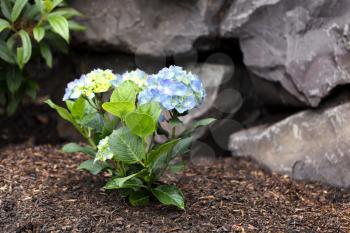 Hydrangea shrub flower turning light blue color with rock retaining wall in background 
