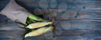 Freshly harvested sweet corn spilling out of burlap bag onto blue vintage wooden table in flat lay format 