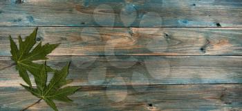 Green oak leaves on faded blue wood planks for either a Halloween or Thanksgiving autumn holiday concept background