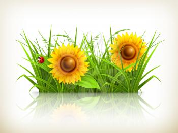 Sunflowers in grass, vector