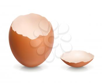 Eggshell, vector illustration