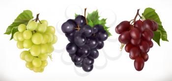 Red and white table grapes, wine grapes. Fresh fruit, 3d vector icon set