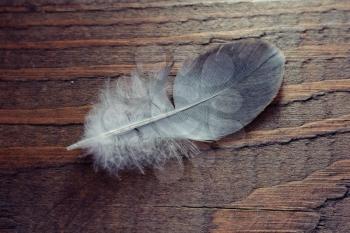 Feather on wooden texture. Closeup shot