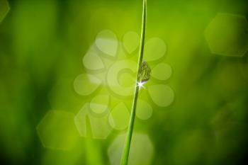 fresh wet green grass closeup