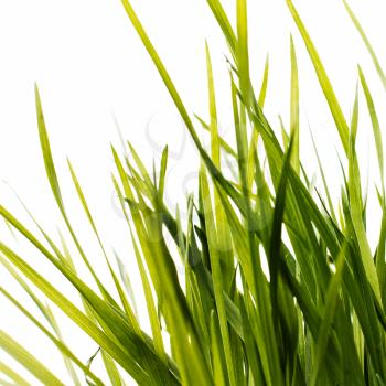 Green grass, isolated on white, corner composition.