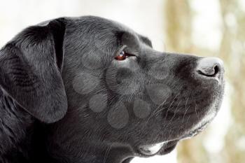 Labrador's head in profile. Close-up, shallow depth of field.