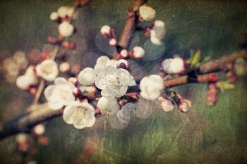 Vintage sakura flowers blossoms at spring