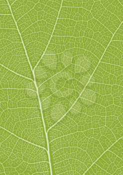 A4 green leaf texture. Leaf veins nature background. Ecology background. Green leaf veins texture.