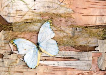 abstract composition from butterflies, birch bark and straw