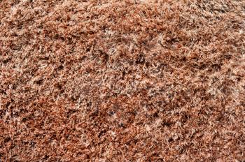 Carpet or rug texture
