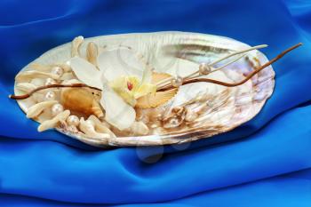 Composition from pearls, coral and orchids on blue background.