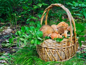 The basket of mushrooms in the autumn forest in sunny day