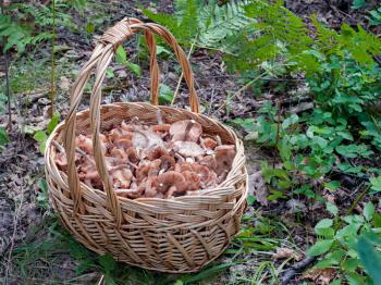 The basket of mushrooms in the autumn forest in summer day