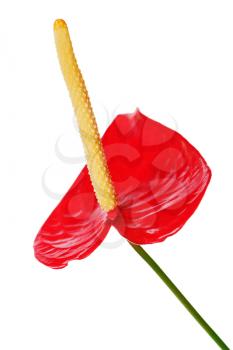 Red anthurium flower isolated on white background. Closeup.