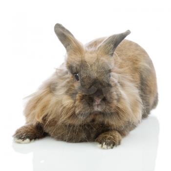 Rabbit (Lion head) isolated on white background. Closeup.