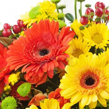 Fragment of bouquet from gerbera flowers isolated on white background. Closeup.