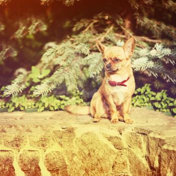 Red chihuahua dog siting on granite pedestal with retro filter effect.