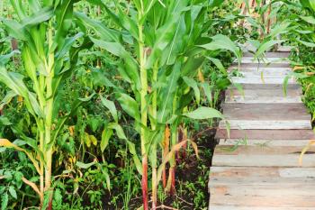 Young growing up corn stalks and wooden path in garden.