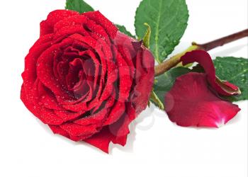 Red rose with petals isolated on white background. Closeup.