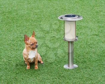 Red chihuahua dog siting on green grass near solar powered lamp.