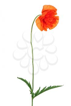 Single poppy flower isolated on white background. Closeup.
