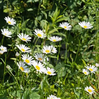 Green flowering meadow with white daisies. Natural background.