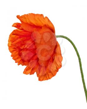 Single poppy flower isolated on white background. Closeup.