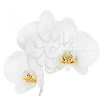 Six day old white orchid isolated on white background. Closeup.