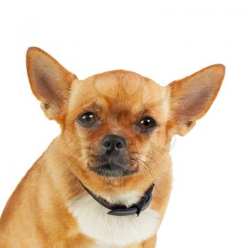Chihuahua Dog in Anti Flea Collar Isolated on White Background. Closeup.