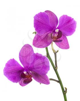 Blooming twig of lilac orchid, phalaenopsis isolated on white background.